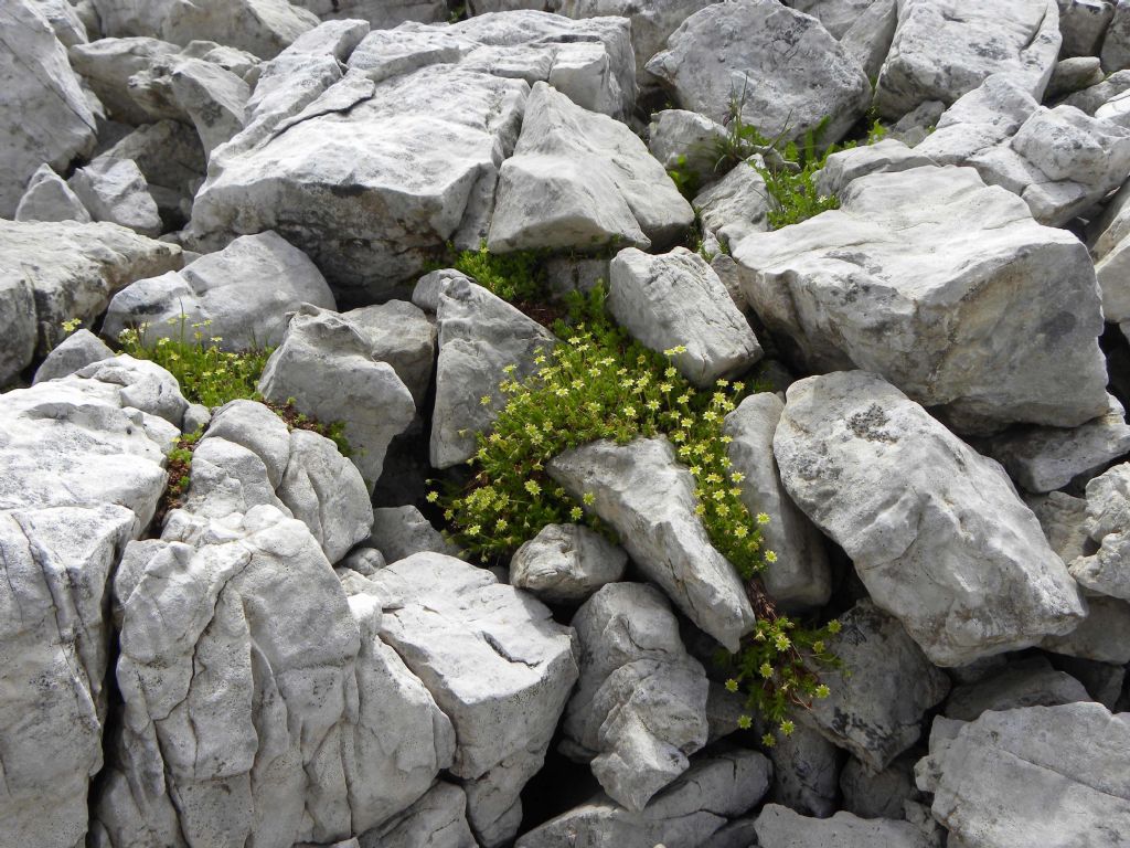 Saxifraga sedoides